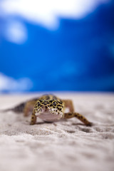 Gecko reptile, Lizard
