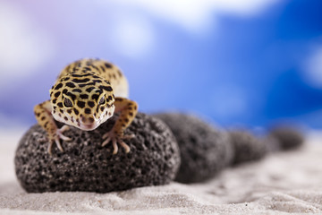 Small gecko reptile lizard