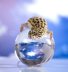 Globe in gecko