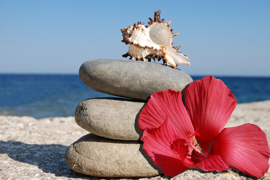 seashell and hibiskus