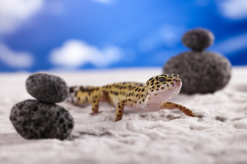 Leopard gecko