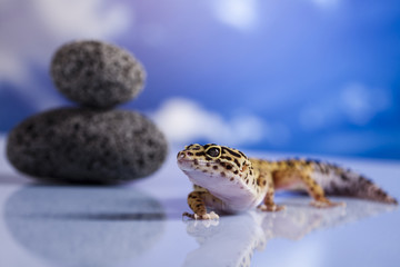 Young Leopard gecko a blue sky background