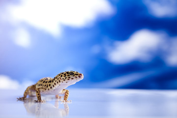 Gecko