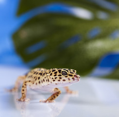 Gecko reptile, Lizard