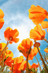 Obraz premium Beautiful Spring Flowers