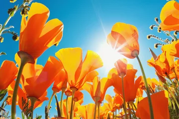 Crédence de cuisine en verre imprimé Coquelicots Belles fleurs de printemps