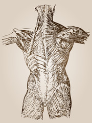 High resolution vintage anatomy sketch drawing
