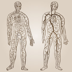 High resolution vintage anatomy sketch drawing