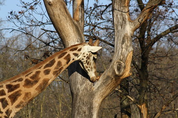 Giraffe Licking a Tree