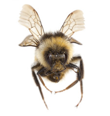 Flying Bee