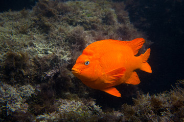 Naklejka premium Garibaldi in the Ocean in Southern California