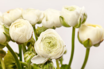 white Ranunculus