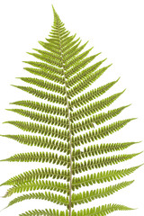 fern's leaf