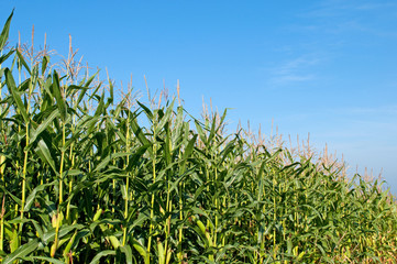 Fototapeta premium Maisfeld