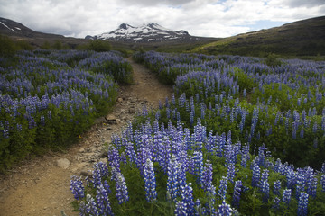 Iceland flowers