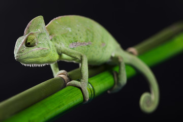 Green animal, Chameleon