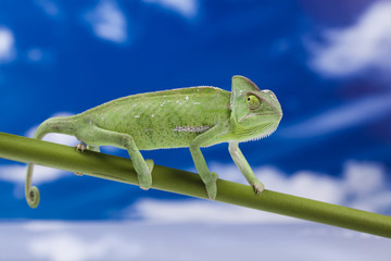 Fototapeta premium Chameleon on the blue sky