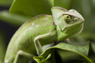 Green animal, Chameleon