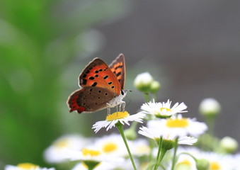 姫紫苑と紅小灰蝶