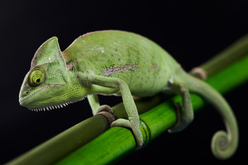 Dragon, Green chameleon