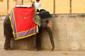 Obraz premium Elephant. India, Jaipur, state of Rajasthan.