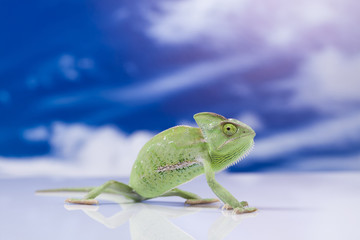 Chameleon on the blue sky