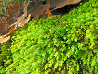 Majestic mountain landscapes of the Caucasian reserve