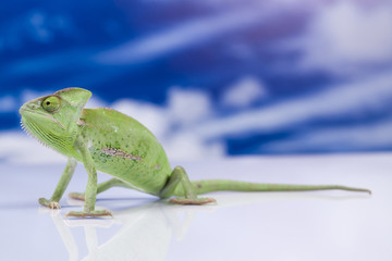 Chameleon on the blue sky