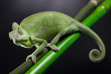 Lizard families, Chameleon