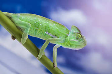 Fototapeta premium Chameleon on the blue sky