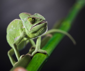 Obraz premium Dragon, Green chameleon