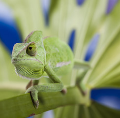 Chameleon on the leaf