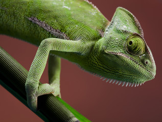 Dragon, Green chameleon © Sebastian Duda