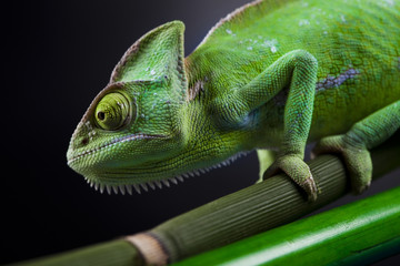 Green animal, Chameleon