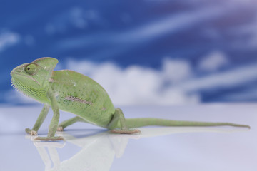 Chameleon on the blue sky