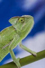 Green animal, Chameleon