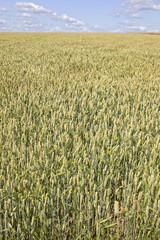 getreidefeld mit blauem himmel