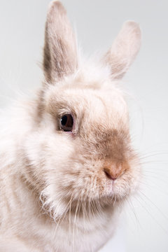 Adorable bunny close-up