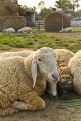 Livestock farm, herd of sheep