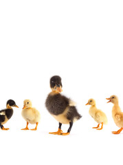 The black small duckling