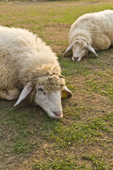 Two sheep in Livestock farm