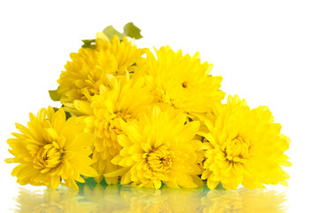 Yellow Chrysanthemums flowers isolated on white