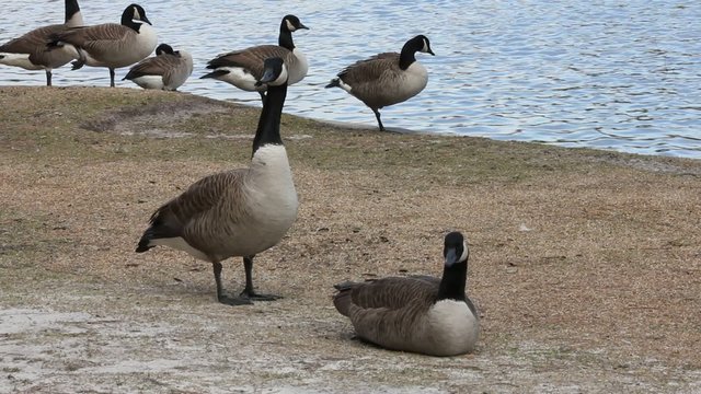 Group Of Geese By The Water