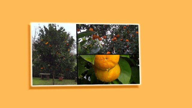 collage di arance