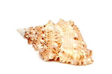 Sea cockleshell on a white background