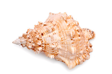 Sea cockleshell on a white background