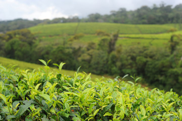 Fototapeta na wymiar Plantacji herbaty