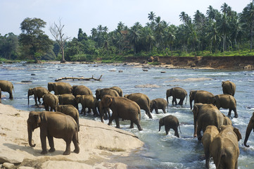 Obraz na płótnie Canvas Kąpiel słoni