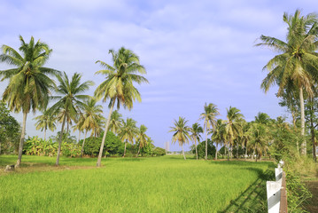 Fototapeta premium Agricultural areas and residential