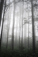 Tropical forest © joyt